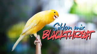Download lagu JAGONYA BIKIN MEWAH - MASTERAN KENARI ISIAN Blackthroat DAN SIKLON GACOR MUDAH DITIRU mp3 Download lagu JAGONYA BIKIN MEWAH - MASTERAN KENARI ISIAN Blackthroat DAN SIKLON GACOR MUDAH DITIRU mp3
