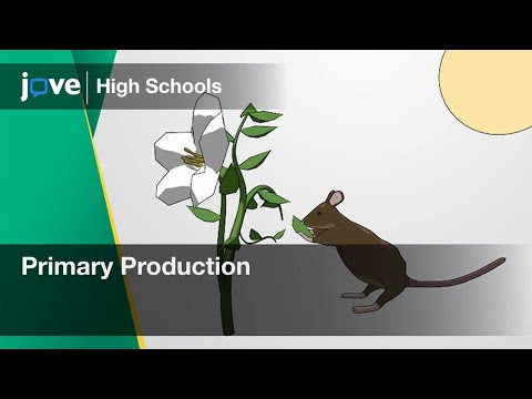 Primary Production | Bio | Video Textbooks - Preview