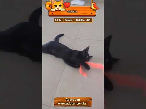 Vídeo de Gatinha 