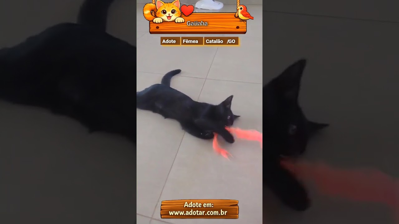 Gato raça SRD-ViraLata idade 2 a 6 meses nome Gatinha 