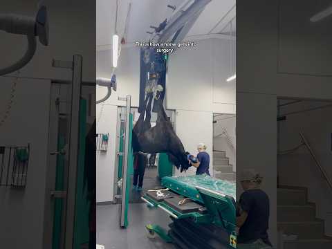 This was actually insane😧 not one of my horses btw, I just had a content day at the vet! #short