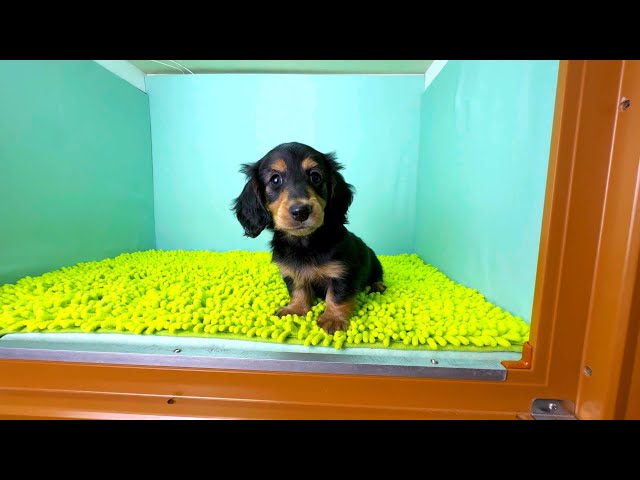 (子犬) 犬種：ダックスフンド・ミニチュア・ロング 男の子 ブリーダー マロニエケンネル　MARRONNIER KENNEL k3777の画像