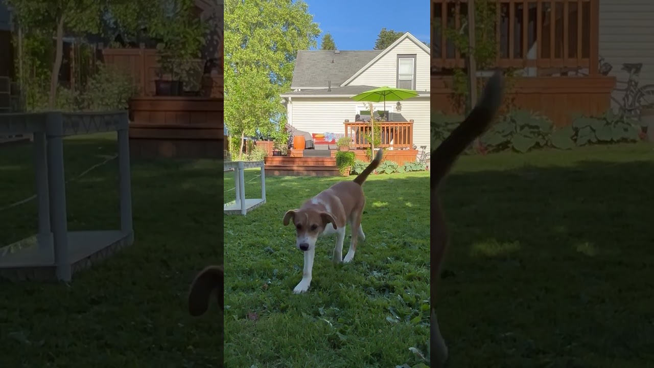 JULEP - Pretty Girl, a ADOPTABLE mixed breed in Olympia, WA video 4/6