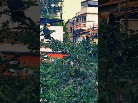 O que você acha dessa cena? Tucanos curtindo a liberdade #natureza #minasgerais #interior #tucano