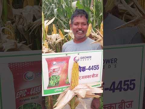#Epic 4455 # sighiyan village best hybrid maize seeds for rabi season.
