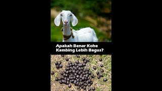 Download lagu Is it true that goat's manure is better? mp3