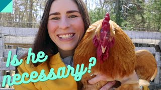Can chickens lay eggs without a rooster