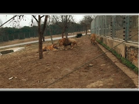 Siberian tiger bows down to Asiatic lion -  Tiger vs Lion