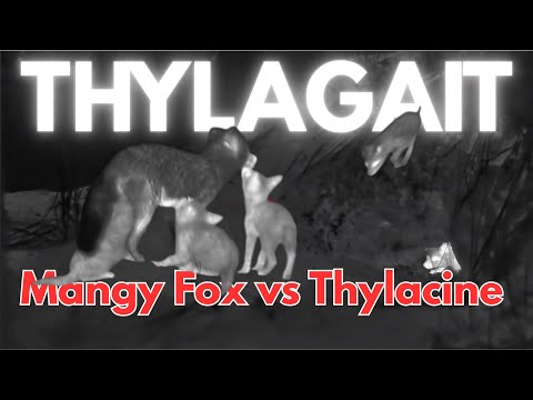 Thylacine (Tasmanian Tiger) vs Fox: The Gait Comparison