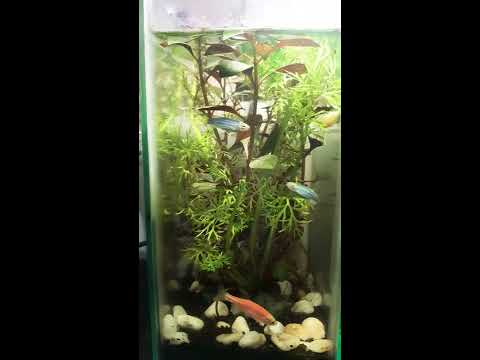 Nano Tank Aquascape Day 9: 10% Water change