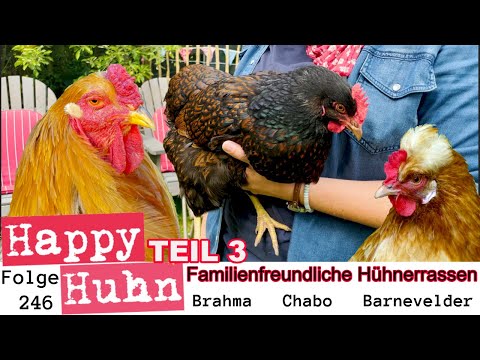 , title : 'Familienfreundliche Hühner Teil 3 Brahma, Chabo, Barnevelder HAPPY HUHN E246 Hühner im Garten halten'