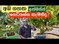 අඹ ගහක් හිටවන්න හොඳම විදිය Mango Plant Tips Ceylon Agri 