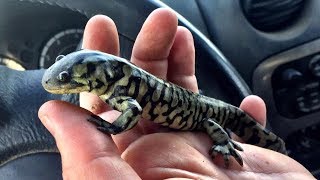 Godzilla Meets Destination Project