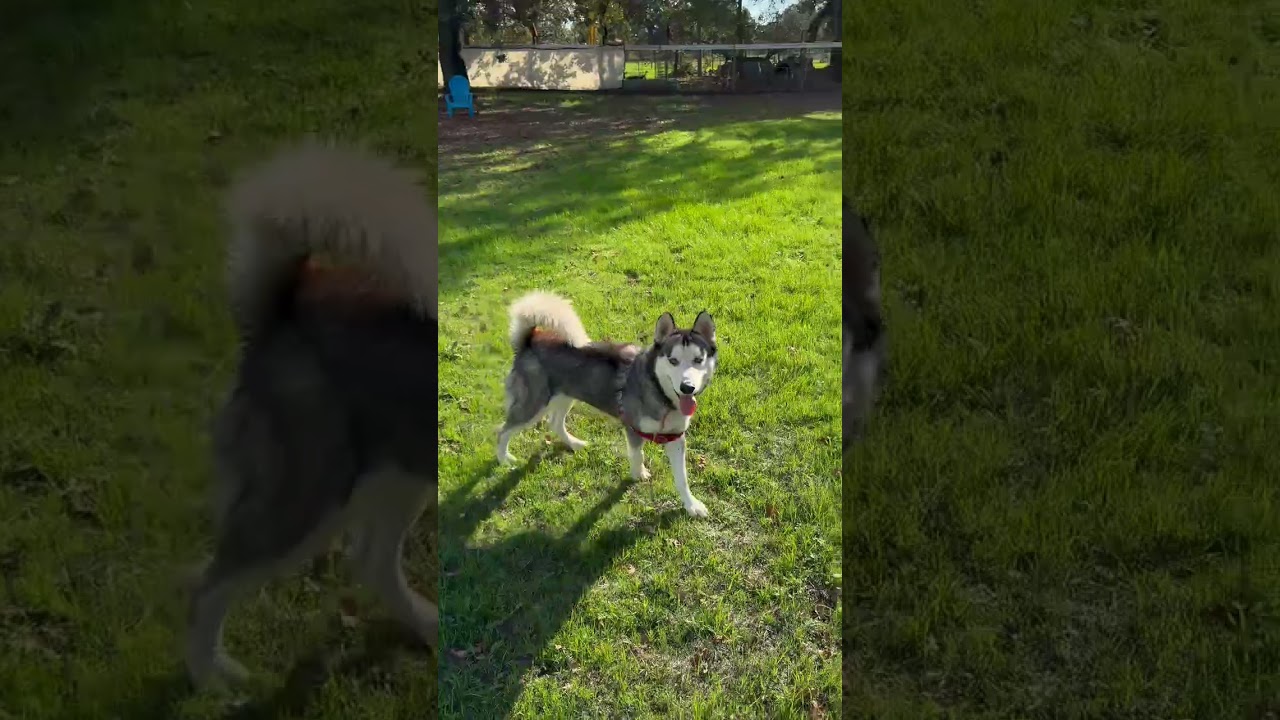 Enlarge Frankie, a Adoptable mixed breed in Sonoma, CA video 6/6