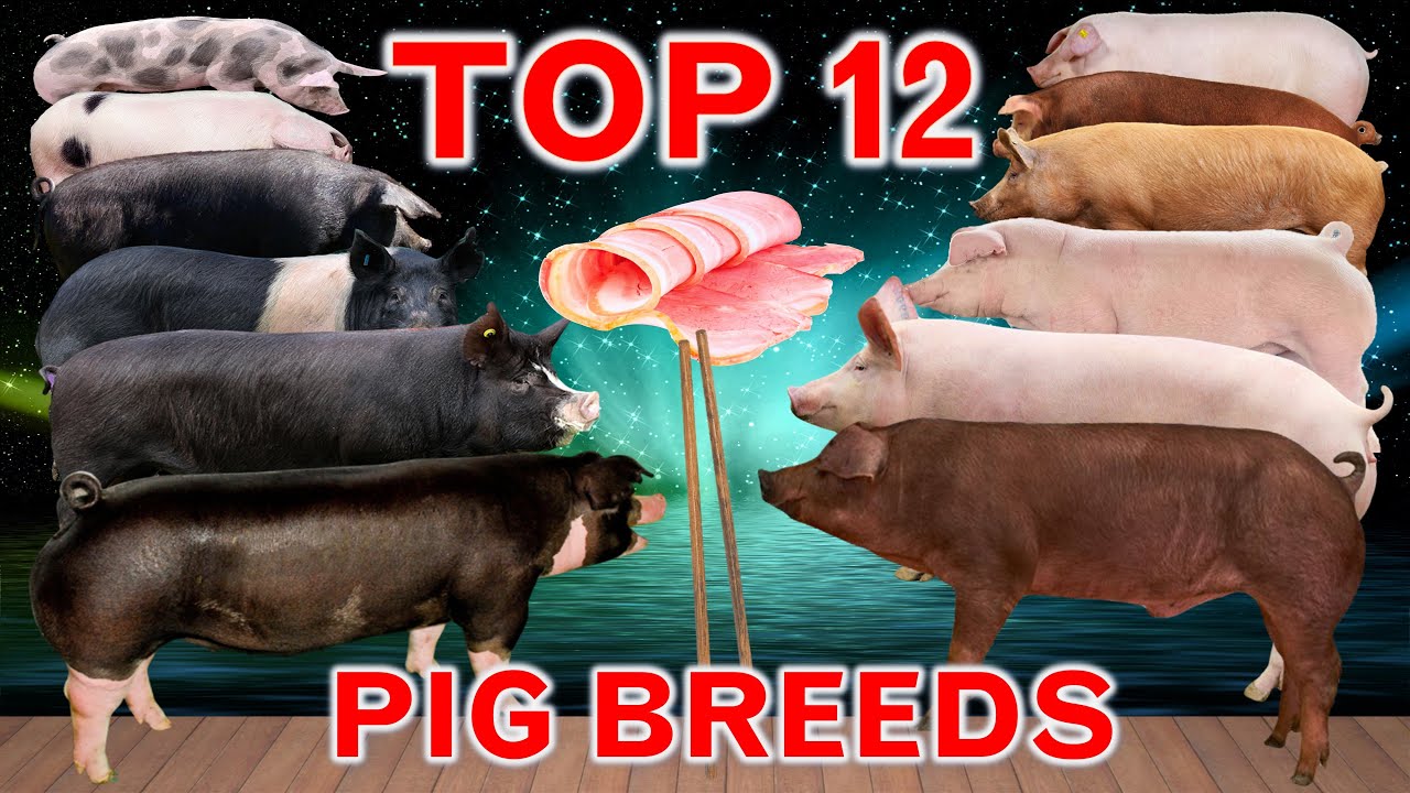Top 12 Fast-Growing Pig Breeds in the World | Best Fattening Pigs