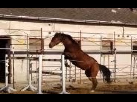 HARLEY (Askari/Campione/Caretino) 5-jährige TOP-Stute beim Freispringen 1,40m