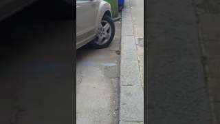 topi-invadono-avellino