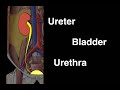 Ureter, Bladder and Urethra