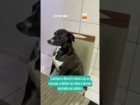 Cachorro diverte tutora ao se recusar a deitar no chão e dormir sentado na cadeira