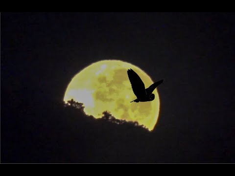 Segunda Lua Cheia de 2022 e Planeta Vênus