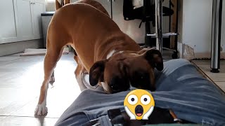 Why do Boxer Dogs HAVE to do This??