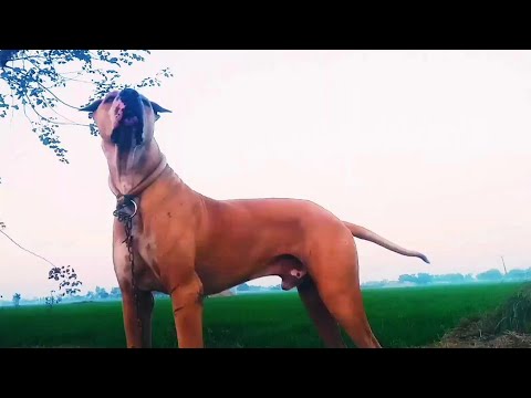 king motti dog in Pakistan  /Muneeb Wattoo official /