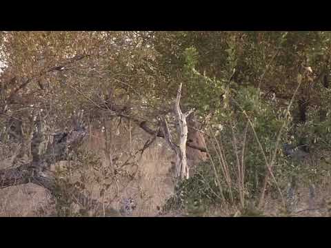 Djuma: Hippo, Wildebeests and Elephant - 17:33 - 07/22/20