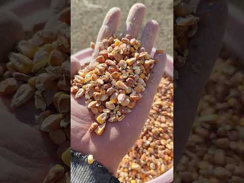 фото кукуруза фуражная 0