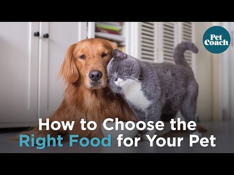 How to Choose the Right Food for Your Pet