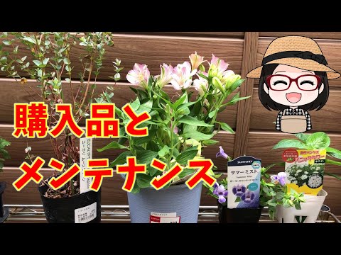 園芸 小葉のピットスポア