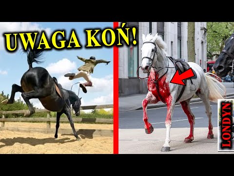 Śmiertelnie Niebezpieczne Zwierzę - KOŃ - Kiedy Ponosi, Tratuje i Kopie?