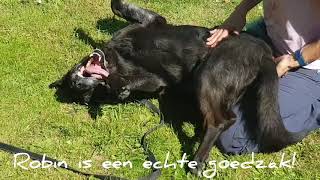 Robin - Dierenasiel St Truiden