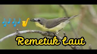 Download lagu Suara Burung Remetuk Laut, Suaranya Terdengar Mirip Suling mp3