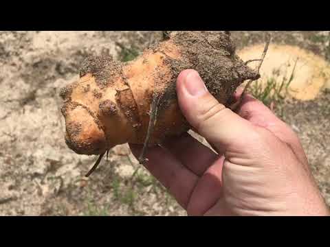 Bob Cat Skid Steer lot clearing part 2