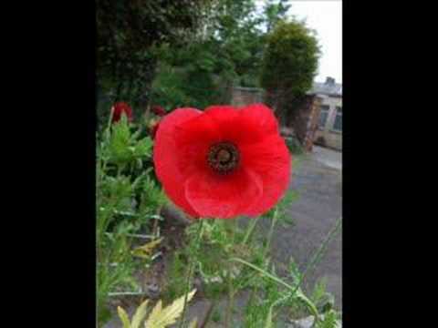 Frank Boeijen,    De wind nam hem mee