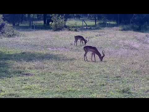 Djuma: Two Impala rams - 14:04 - 05/14/2022