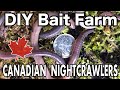 Raising Canadian Nightcrawlers At Home DIY Dew Worm Farm