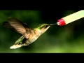 Thrice - As The Crow Flies (Hummingbird Slowmotion)