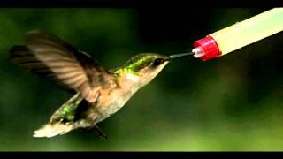 Thrice - As The Crow Flies (Hummingbird Slowmotion)