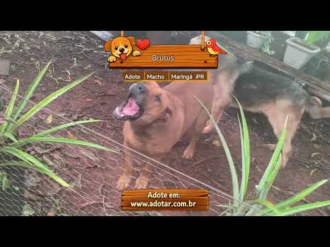 Vídeo de Brutus