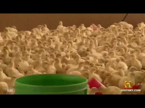 Wild Turkey Documentary America's National Bird [Documentary Channel 2017]