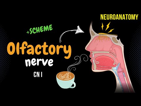 CN 1: Olfactory Nerve (Scheme, Pathway, Clinical Relevance) | Neuroanatomy