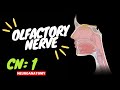 CN 1: Olfactory Nerve (Scheme, Pathway, Clinical Relevance) | Neuroanatomy
