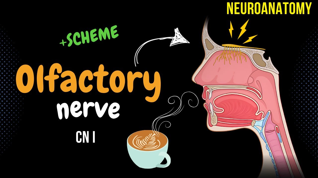 CN 1: Olfactory Nerve (Scheme, Pathway, Clinical Relevance) | Neuroanatomy