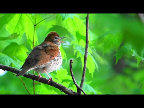 Wood Thrush Singing / Foraging