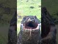 Waaaaah 🫣 The Komodo Dragon S Mouth Is Very Large ️