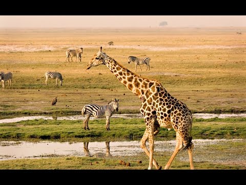 chobi обзор игры андроид game rewiew android