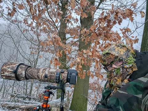 Morgendlicher Rehansitz im frostigen Nebel I German Wildlife Fotografie