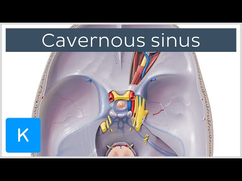 Cavernous Sinus - Location, Drainage & Function - Human Anatomy | Kenhub