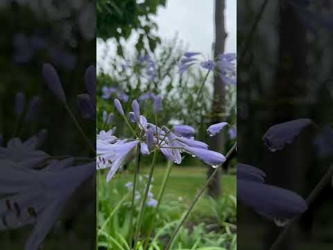 アガパンサスを成長させ、開花を促進するにはどのような肥料を使用すればよいでしょうか?  庭園